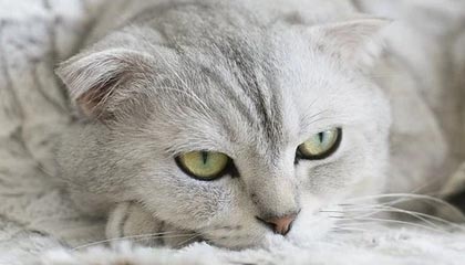 世界杯客户端安装说明-中超队全华班再遭全韩班痛击 恒大早就吃过亏